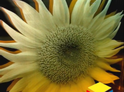 创新与美感共融：激光内雕玻璃在建筑领域的应用探索