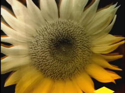 激光内雕玻璃：打造商业展示的独特魅力