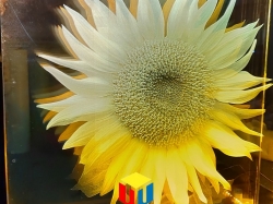 探寻激光内雕玻璃的奥秘